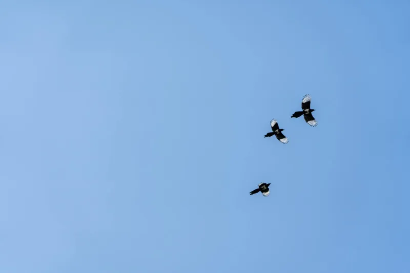 When Kentucky's Sky Rained Raw Meat for No Good Reason