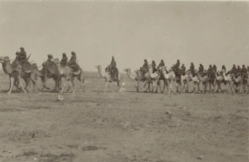 Congress Spent $30,000 Importing Camels to Texas and Then Just… Left Them There