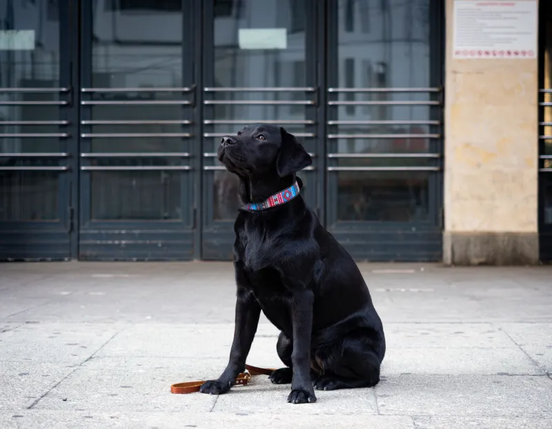 The Time a U.S. Soldier Surrendered to a Dog and Military Lawyers Lost Their Minds Over It